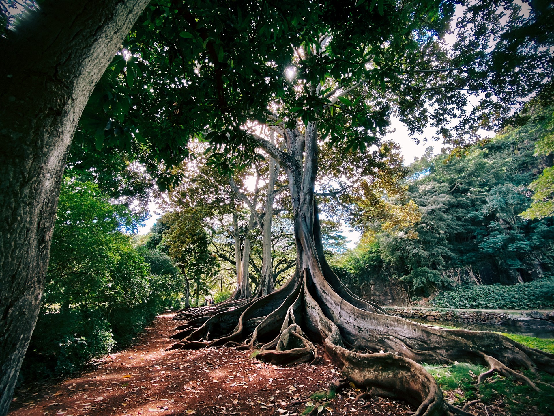 Allerton Gardens at the National Tropical Botanical Garden in Kauai